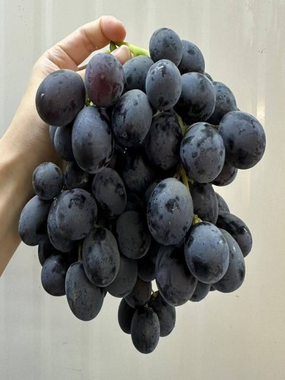 USA ADORA GRAPES (100G)