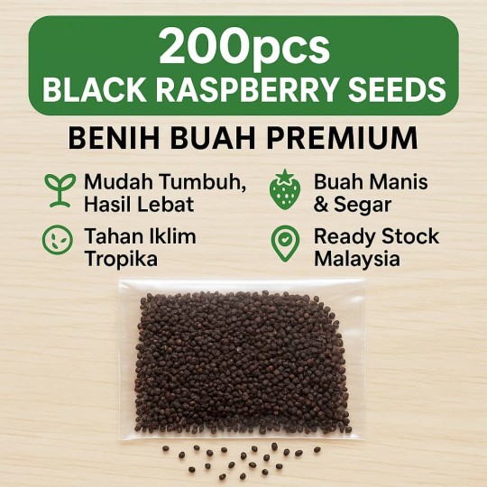 Benih Black Raspberry Segar