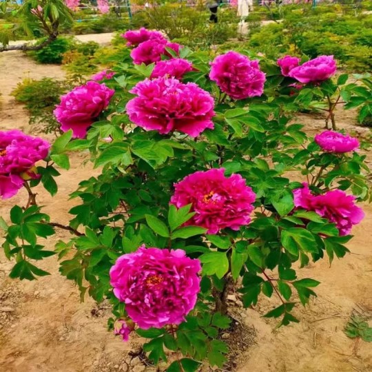 BENIH BUNGA PEONY