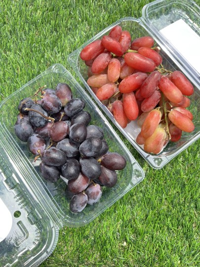 China Red Long Crimson Grape 1box 500g