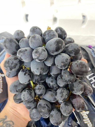 Aust Midnight Beauty 1kg