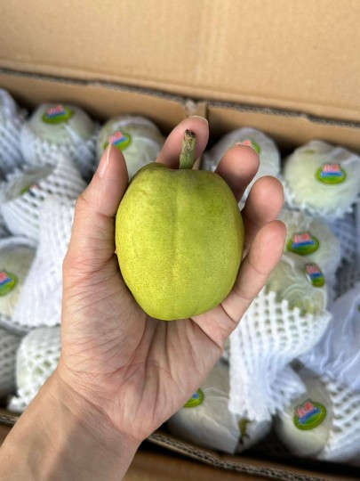 China Fragrant Pear 1pcs