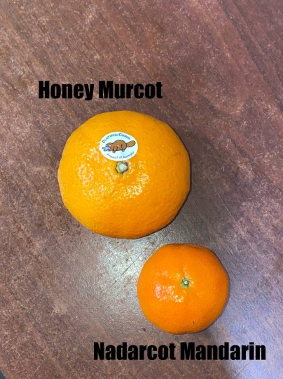 South Africa Nadarcott Mandarin 1kg (Limau Kecil)