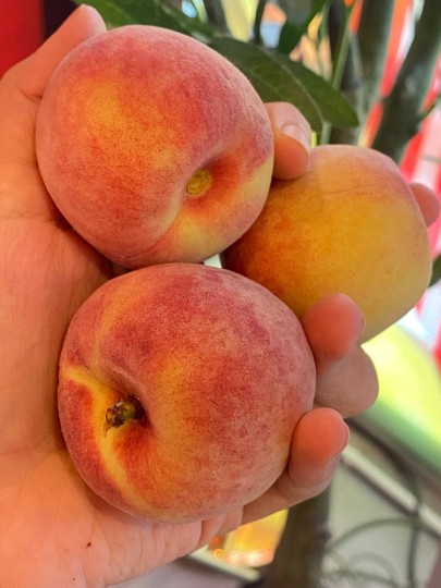 Australia Premium White Peach 1pcs