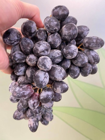 Usa Autumn Royal Grapes 100g