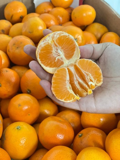 South Africa Sha Tang Mandarin 1kg