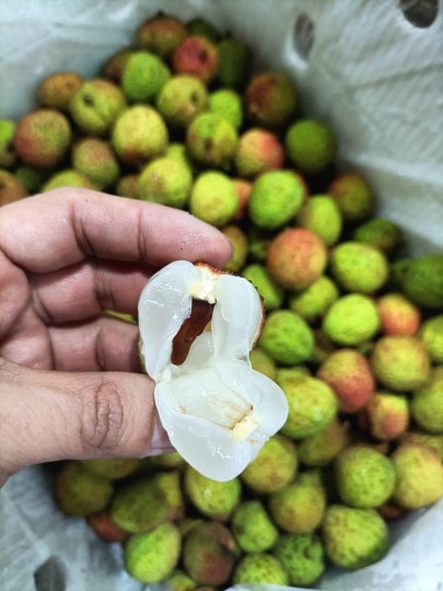 China Green Lychee 1kg (2BOX)