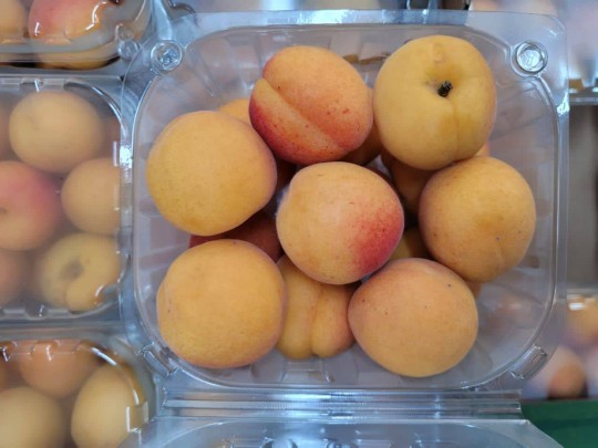 South Africa Apricot 1box 500g