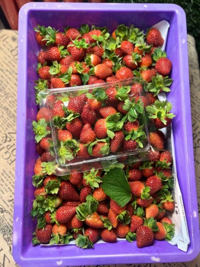 Cameron Strawberry 3 boxes (600g)