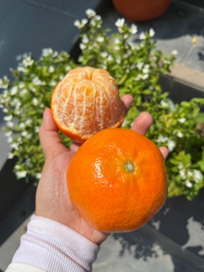 South Africa Mandarin 1kg
