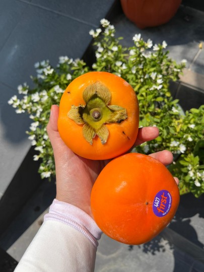Spain Kaki Persimmon 1pcs